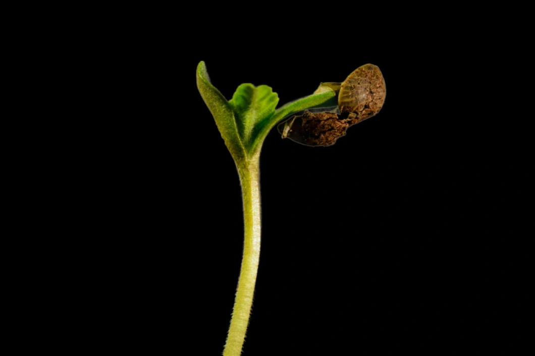 Premium feminized cannabis seeds from top breeders