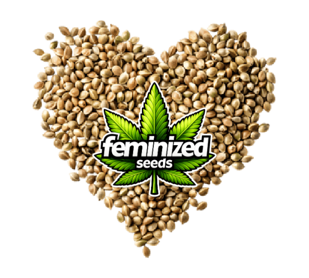 Beginner-friendly feminized marijuana seeds - guaranteed female plants