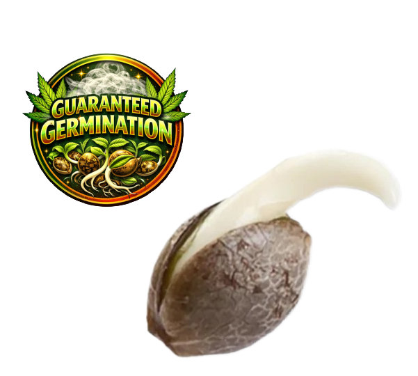 Cannabis seeds that germinate - fresh feminized seeds from top breeders